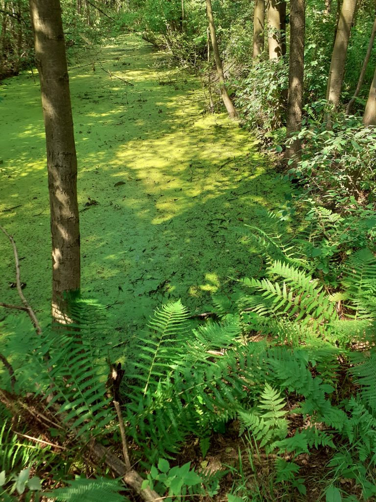 GRÜNE: Beseitigung des Ölabscheidebeckens im Further Moor startet