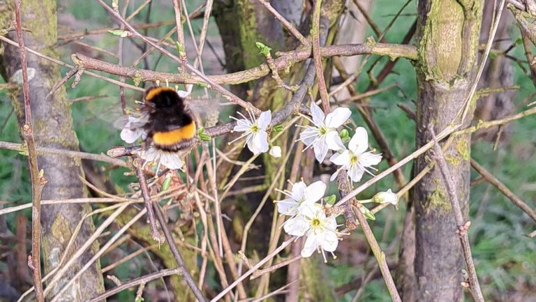 Kreis Mettmann unterstützt Imkerinnen und Imker bei der Bekämpfung der asiatischen Hornisse